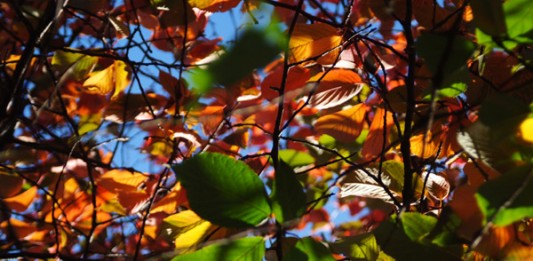Leaves of Summer by Colin Serjent