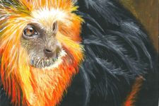 Golden Tamarin by Nyah Boorman. dot-art Schools at St George's Hall 2016