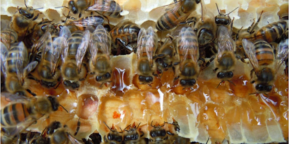 Make. Hamilton Square: Intro to Beekeeping: Honey Harvesting