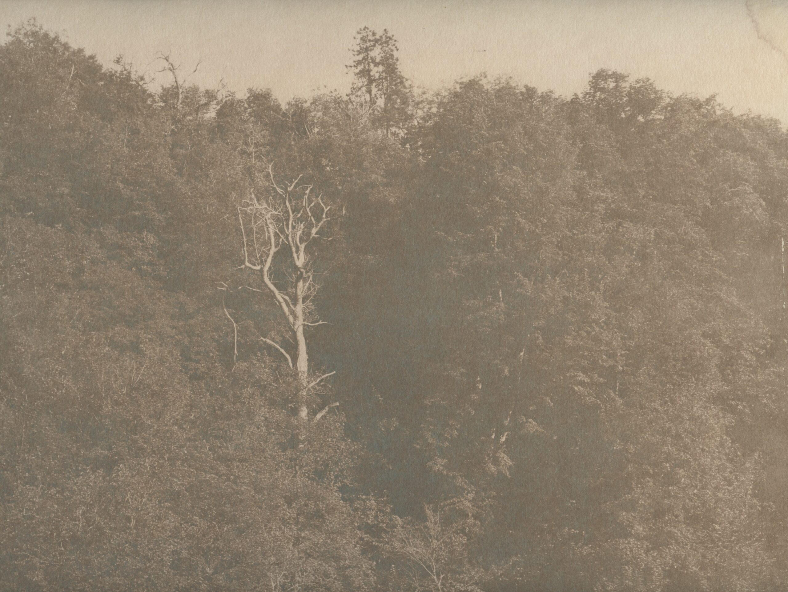 Open Eye Gallery: Cyanotype Workshop with Melanie King