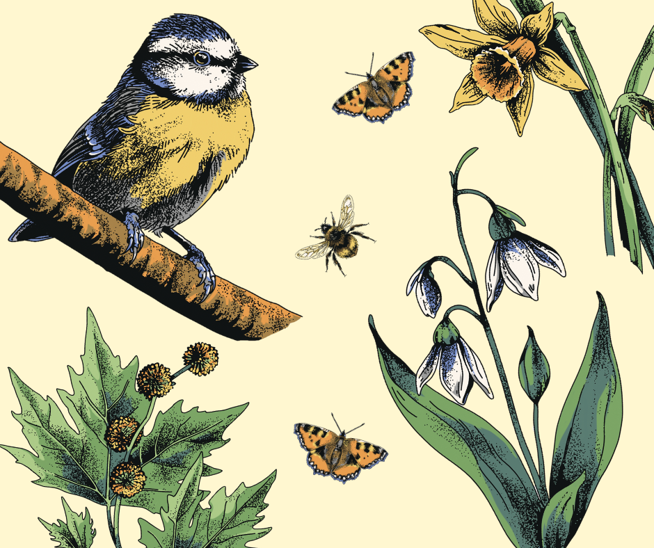 Bluecoat: Birds, Bugs and Botanicals of the Bluecoat: A Blue Room Exhibition