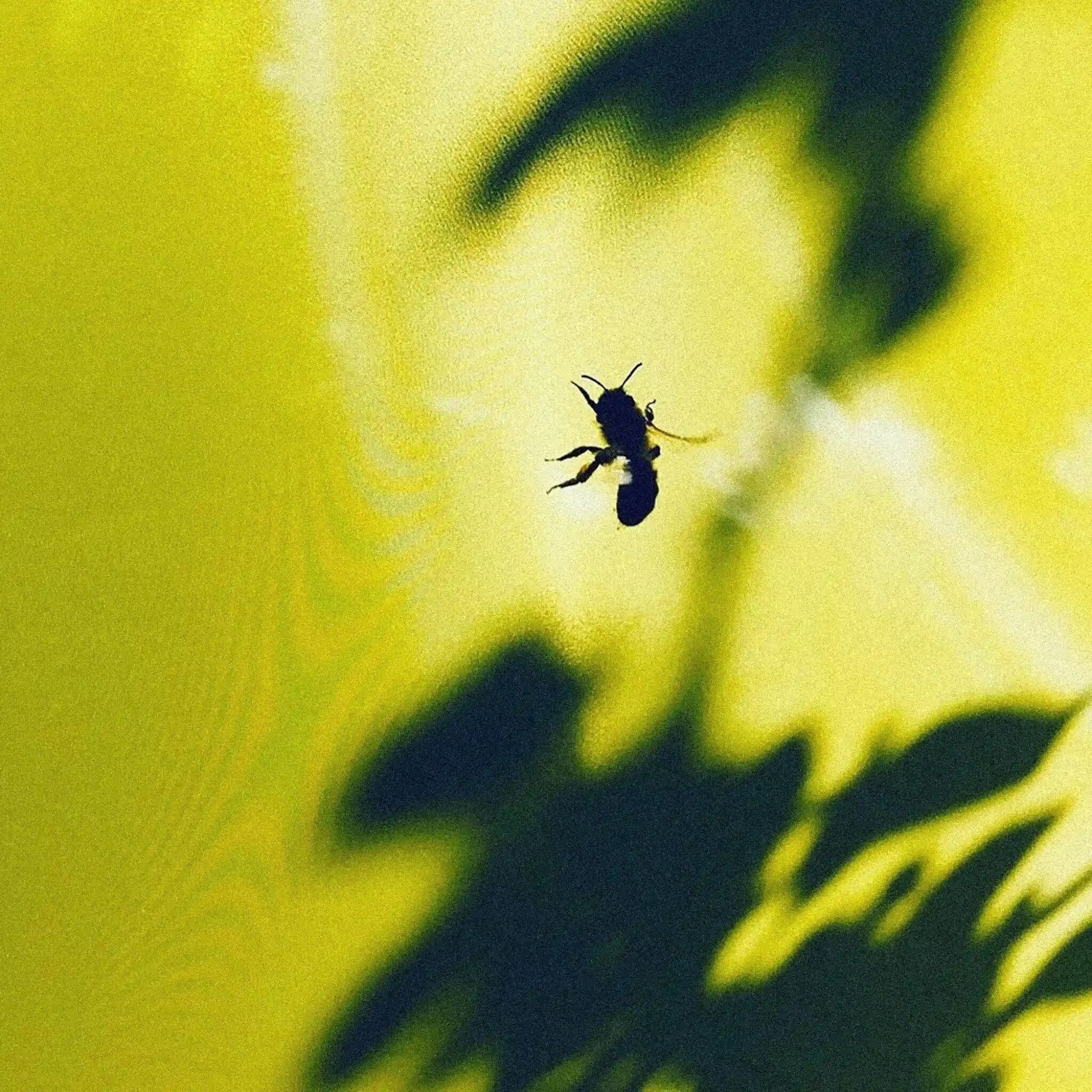 Remember Nature