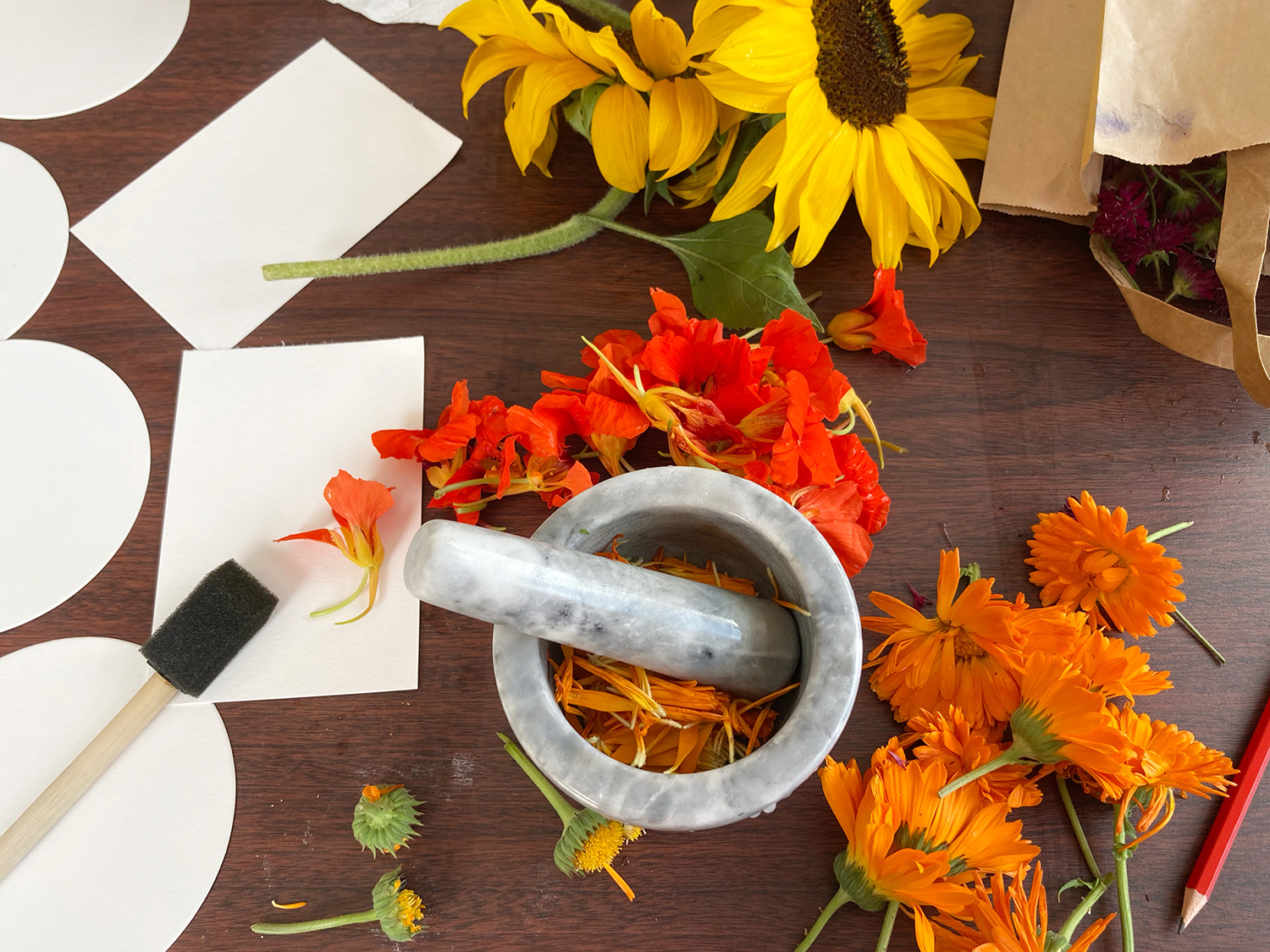 Plant based photography workshop with Fiona Robertson